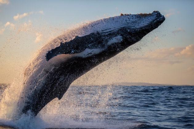 Chainalysis Finds That Bitcoin Whales Are Not the Sole Source of Market Volatility